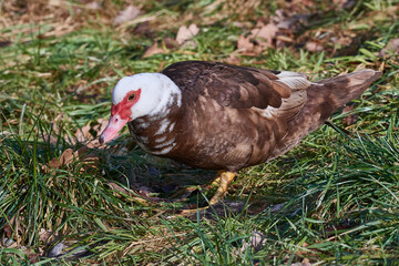 Portrait einer Moschusente ( Cairina moschata )	