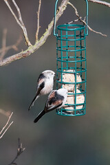 Schwanzmeise (Aegithalos caudatus) am Futterspender