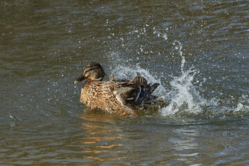 Stockente Weibchen bei der Gefiederpflege	