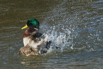 Stockente M&auml;nnchen bei der Gefiederpflege	