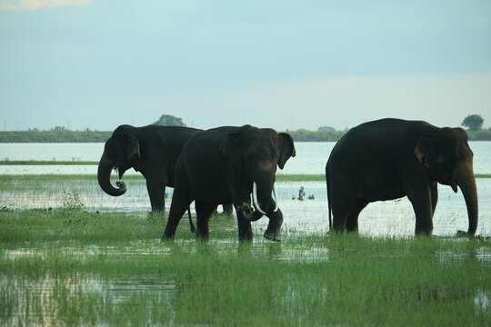 elephant AND wild animel