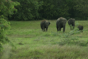 elephant AND wild animel