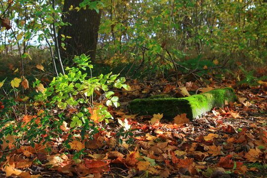 stary zapomniany gr&oacute;b 