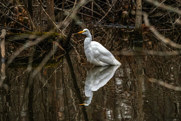 Snowy White Egret in the Park