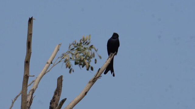 Black drongo bird perched on a dry tree branch
