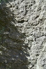 岩の表面に映る木の葉の影