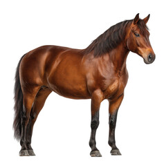 Obraz premium Side view of a brown horse standing isolated on transparent background