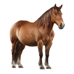 Obraz premium Beautiful brown horse standing isolated on transparent background