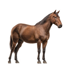 Obraz premium Side view of a brown horse standing isolated on transparent background