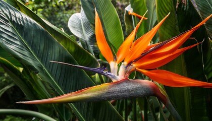 Vibrant Orange Bird Of Paradise Flowers Amidst Lush Tropical Greenery