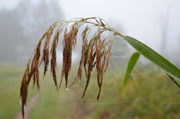 Regentropfen in der Natur