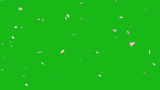 falling pink cherry blossom petals on green screen for overlay. romantic sakura flower petals falling animation with chroma key.