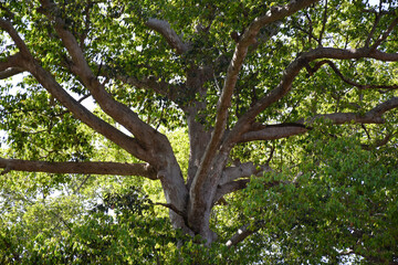  tree with green leaves  and dense branches and leaves in forest