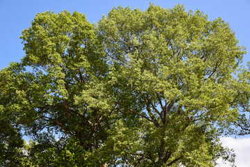 green leaves of tree under blue sky at sunny day in forest