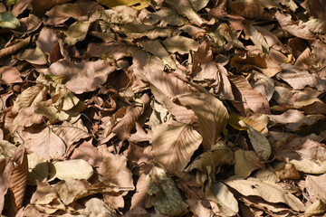 Yellow leaves fall to the ground on a sunny autumn day. Nature background concept