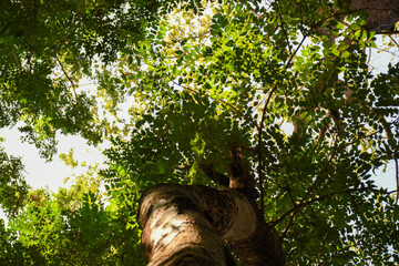  tree with green leaves  and dense branches and leaves in forest