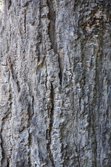 Old tree bark texture. Wood bark usable as background or texture