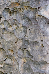 Old tree bark texture. Wood bark usable as background or texture