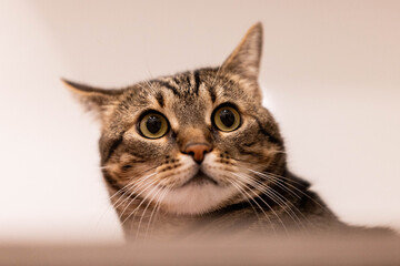 Portrait einer getigerten Katze vor wei&szlig;em Hintergrund