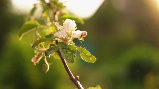 Hello spring. White pink apple blossom flowers in spring time. Flowering apple tree with sunset sun rays lights. Close up of fresh spring flowers blooming garden park. Inspirational soft floral view