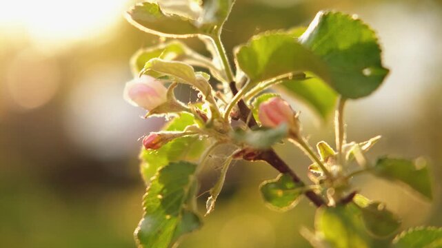 Hello spring. White pink apple blossom flowers in spring time. Flowering apple tree with sunset sun rays lights. Close up of fresh spring flowers blooming garden park. Inspirational soft floral view