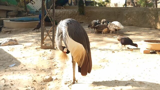 Majestic gray crowned crane standing in a sunny outdoor aviary surrounded by other birds, evoking a sense of freedom and natural beauty.