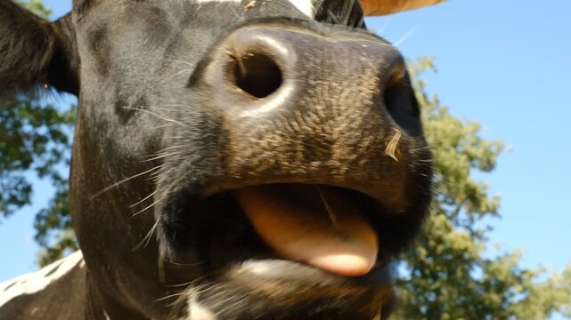 Closeup of cow face chewing cud, funny farm animal.