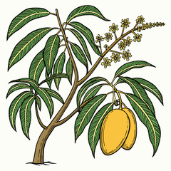 Mango tree with green leaves and yellow fruit tropical plant © cccc