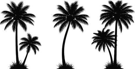tropical coconut, palm tree set on white background 