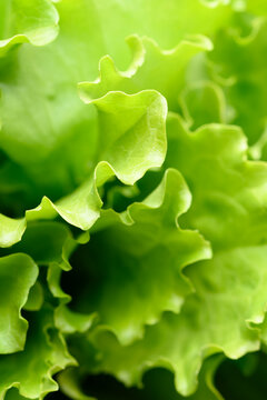 Close up of curly lettuce salad greens with crisp structure and lively appearance. Freshly picked leaves emphasize organic produce quality