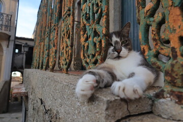 Relaxed cat resting on stone ledge by rusty metal railing  © Mateusz
