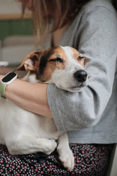 Small Jack Russell terrier sitting calmly on a person lap at home. Warm lifestyle moment showing trust, comfort, and companionship.