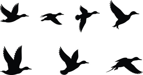 Obraz premium Flying duck bird silhouette set showing different wing positions in flight isolated black vector illustration wildlife nature design