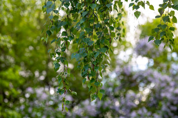 Fototapeta premium Birch Branches with Spring Leaves