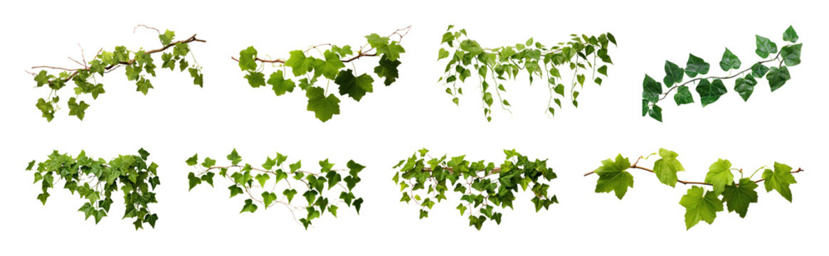 PNG Lush grapevine branches isolated on transparent background
