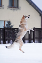 Active yellowish-grey Czechoslovakian Wolfdog posing outdoors jumping up on a snow in winter