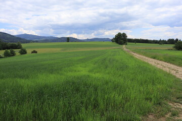 Fototapeta premium Green countryside landscape with dirt road and rolling hills under cloudy sky 