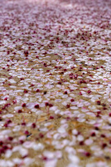 Fallen Sakura Blossoms