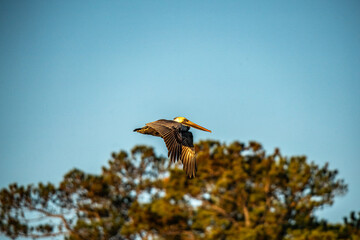 Pelican in Flight