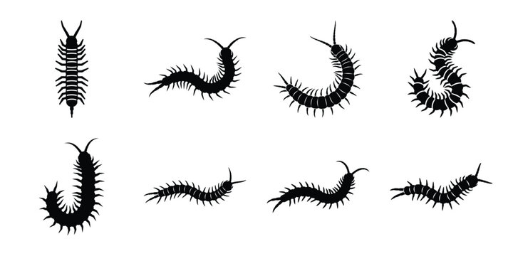 Set of silhouette centipede in various poses isolated on background. Animal Vector elements for design.