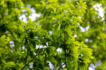 Obraz premium Oak Leaves In Forest