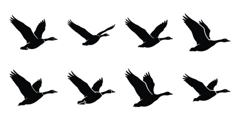 Set of silhouette goose in various poses isolated on background. Animal Vector elements for design. © ganesh106