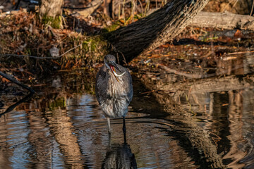 Great Blue Heron