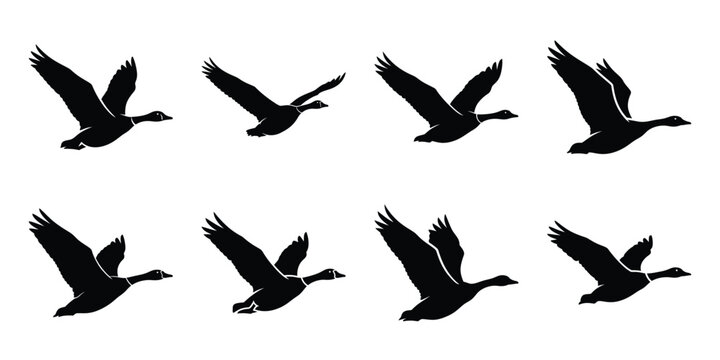 Set of silhouette goose in various poses isolated on background. Animal Vector elements for design.