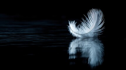 Obraz premium White Feather Floating on Dark Water Surface.