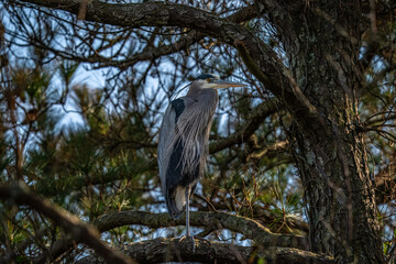 Great Blue Heron