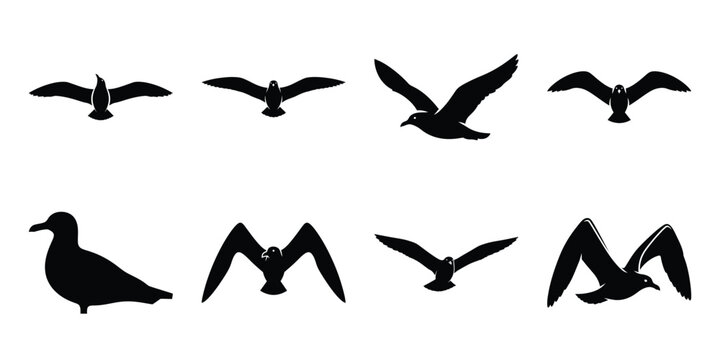 Set of silhouette seagull in various poses isolated on background. Animal Vector elements for design.