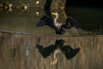 Cormorant in the water
