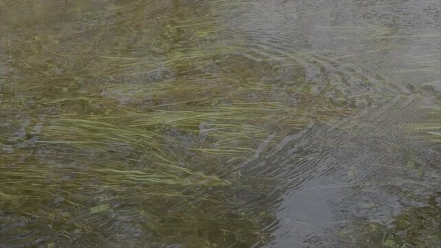 Slow motion of water and weeds 120fps reflection on surface nature background UK 4K