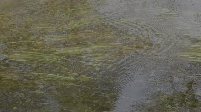 Slow motion of water and weeds 120fps reflection on surface nature background UK 4K